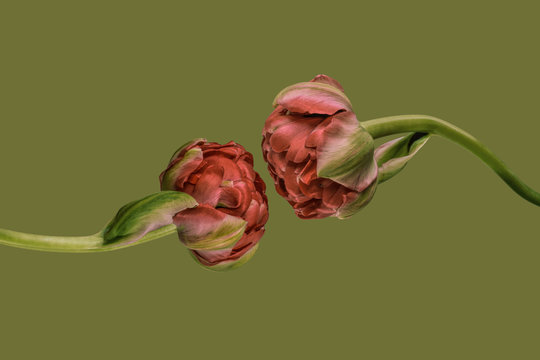 Two red tulips on green