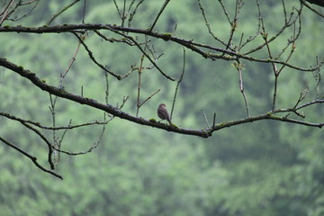 Fototapeta na wymiar Red Robin On A Tree Branch