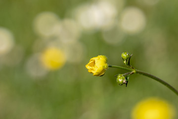 Gelber Hahnenfuss - Ranunculus