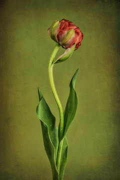 Tulip with textured background, red and green 