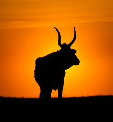 Silhouette of bull on sunset