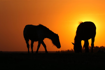 Silhouette of donkey and horse on sunset