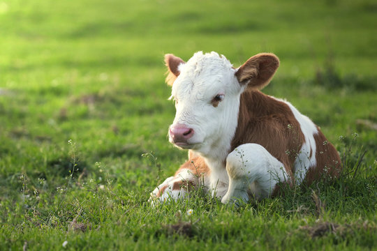 Brown white calf on the floral pasture
