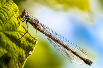 Damselfly on leaf
