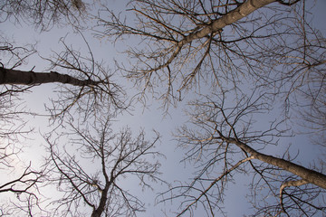 Branches and crowns of trees against blue sky spring
