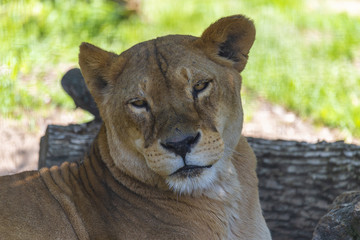 The female lion rests in the sun, close up
