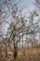 Branches and crowns of trees against blue sky spring