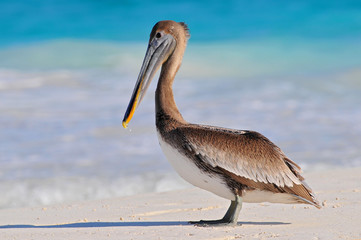 Brown pelican (Pelecanus occidentalis) Tulum beach, Mexico. - 202898254