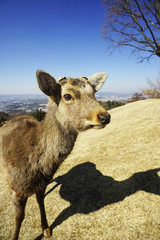 若草山に遊ぶ奈良の鹿