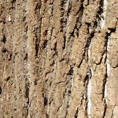 Bark pattern background. Relief texture of an old oak bark. Vector illustration