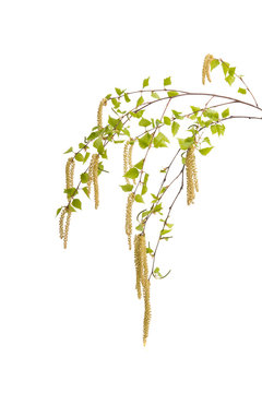 branch of birch with earrings isolated