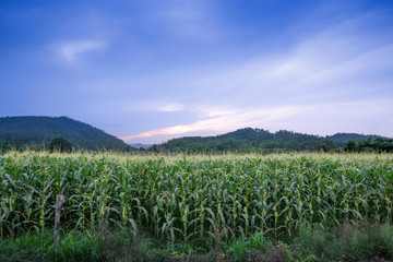 Fototapeta na wymiar Corn field in the morning, sky with beautiful sky