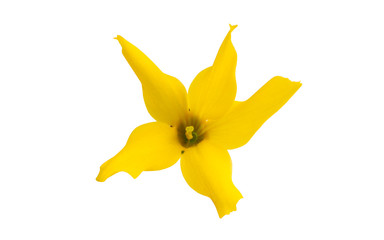 flower forsition isolated