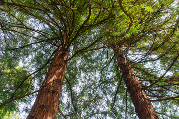 Two sequoia on the background of blue sky