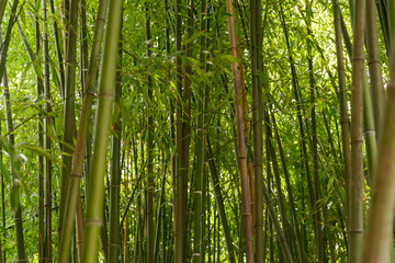 Juicy green young bamboo thickets