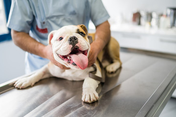 Cute dog on operating table in hands of vet - obrazy, fototapety, plakaty