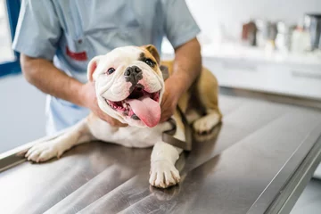 Poster Cute dog on operating table in hands of vet © mutluproject