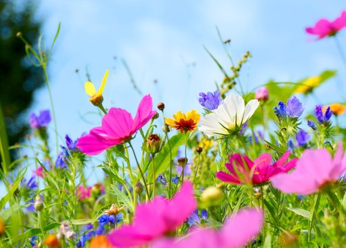 Fototapeta Blumenwiese bunt - Hintergrund Wildblumen