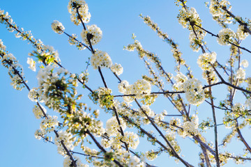 White cherry flowers on branches
