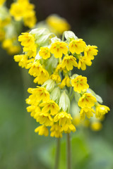 Gros plan des fleurs de Primevères officinales