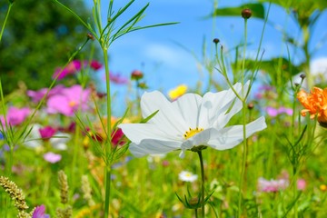 Blumenwiese bunt - Hintergrund Wildblumen © S.H.exclusiv