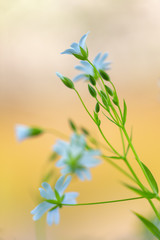 Fototapeta premium Gros plan sur les fleurs sauvages céramistes des champs