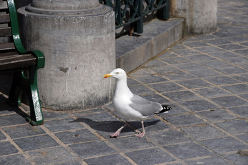 silbermöwe wandert durch die stadt
