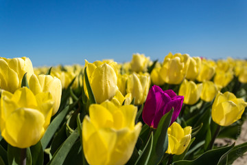 Contrasted tulip yellow purple - 202902874
