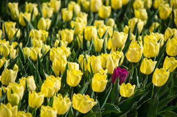 Contrasted tulip field yellow purple - 202902896
