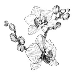 Hand drawn black outline orchid on a white background isolated. Highly detailed vector illustration. Beautiful exotic flower. Cymbidium for your logo, composition, design.