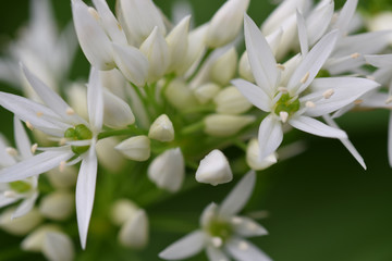 Wild Garlic Cornish woodland