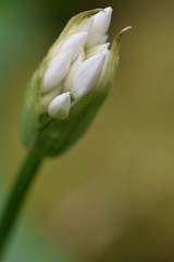 Wild Garlic Cornish woodland