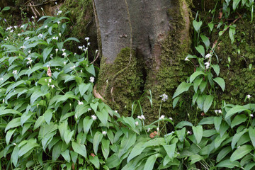 Wild garlic Cornish woodland