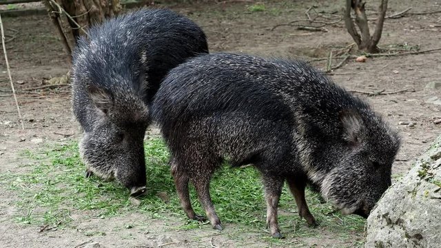 Chacoan peccary (Catagonus wagneri) eats grass