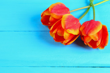 Red and orange tulips on a blue wooden background.
