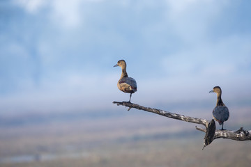 A pair of lesser whistling ducks sitting on a branch inside bharatpur bird sanctuary