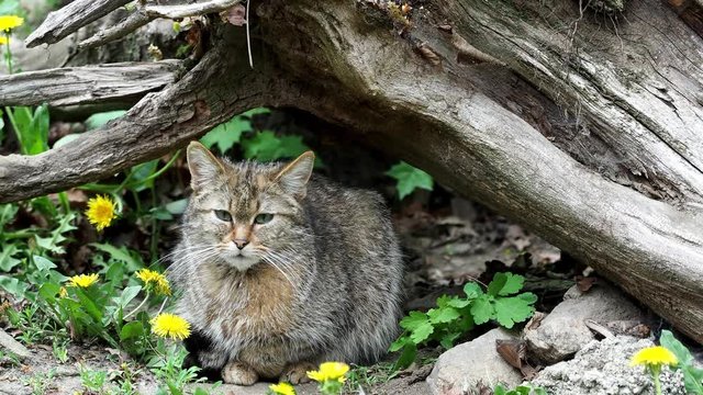 European Wild Cat (Felis silvestris)