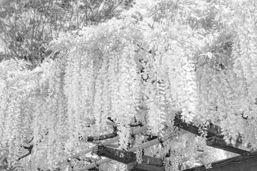 wisteria trellis. great views of Japan