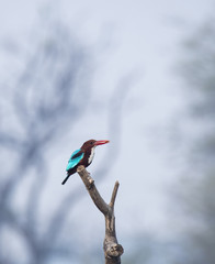 A common kingfisher perched on a tree inside bharatpur bird sanctuary on a cold winter morning