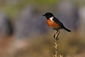 Stonechat (Saxicola torquatus)