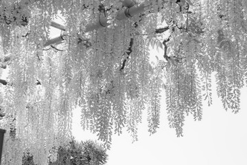 wisteria trellis. great views of Japan