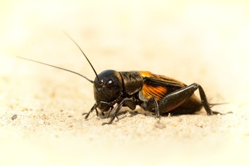 field cricket - Gryllus campestri