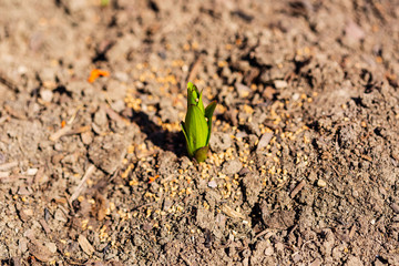 Signs of Spring the lilies have arrived in the garden