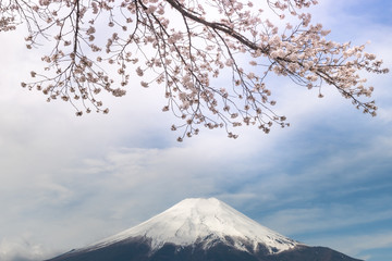 Fuji mt & Sakura