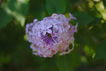 macro fiore lilla