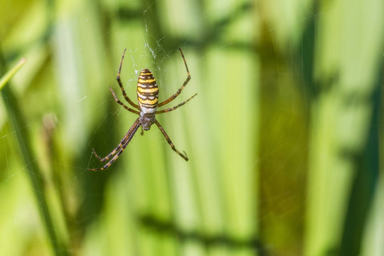 Argiope bruennichi spider in the web. Natural background with limited depth of field.