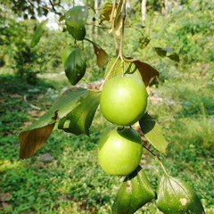 Jujube Fruit Bair Fruit or chinee apple on plant