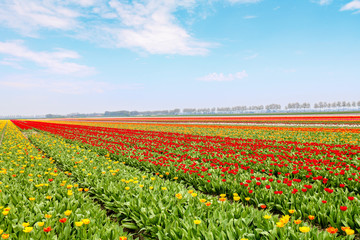 Fototapeta na wymiar Farbenfrohe Tulpenfelder in Holland im Frühling