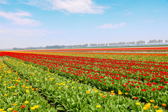 Farbenfrohe Tulpenfelder in Holland im Frühling