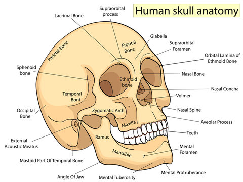 Medical Education Chart of Biology Human Skull Diagram. Vector. Front aspect white background basic medical education